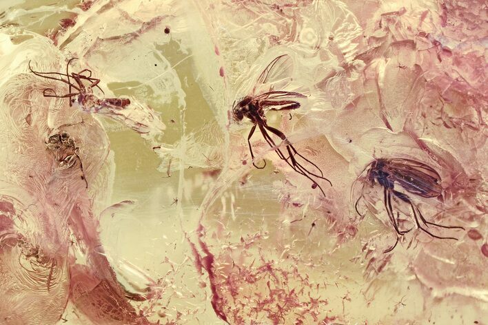 Detailed Fossil Fly, Ant, and Fungus Gnats in Baltic Amber #346607